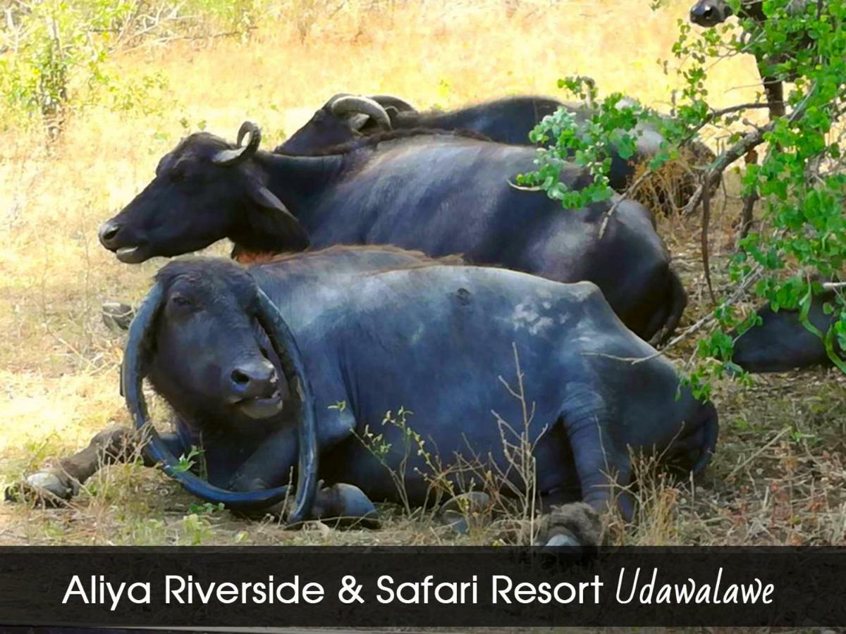 אודוואלאווה Aliya Riverside & Safari Resort מראה חיצוני תמונה